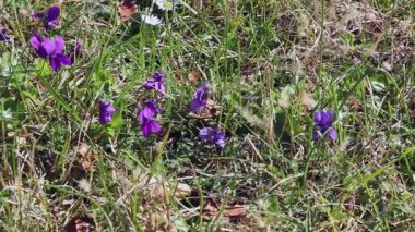 Baharın başında çayırdaki menekşelere yakın çekim 