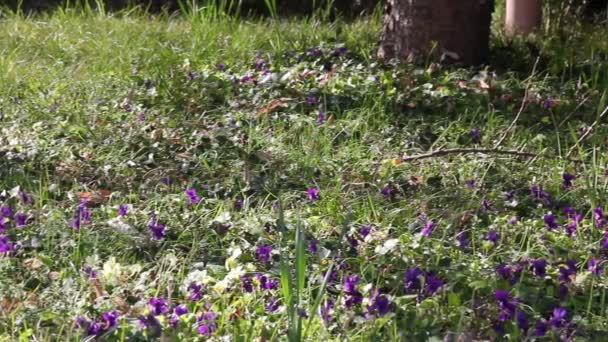 早春草甸中的紫罗兰和其它花朵 — 图库视频影像