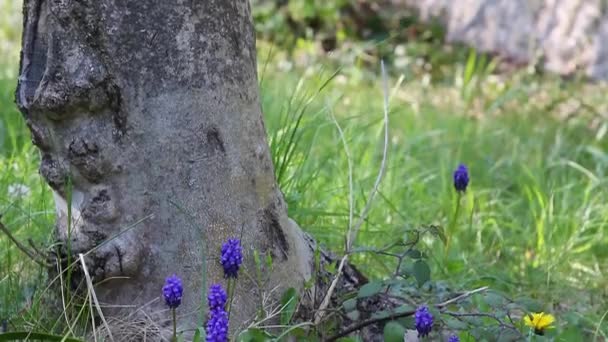 Крупный План Красивых Виноградных Гиацинтов Траве Основания Дерева Весной — стоковое видео