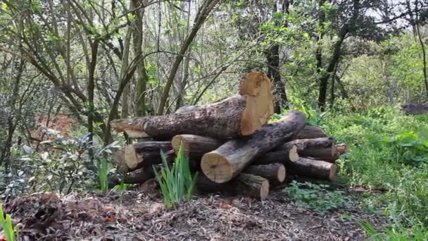 Lkbaharın Başında Ormanda Odun Yığını — Stok video