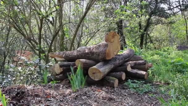 Pila Legno Nella Foresta All Inizio Della Primavera — Video Stock