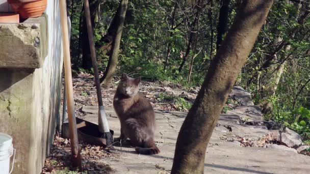 古いほうきの隣の森の中の奇妙な灰色の茶色の猫 — ストック動画
