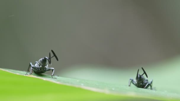 Два экзотических жука на листке дерева — стоковое видео