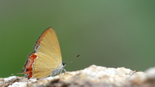 Hauchdünner Schmetterling trinkt Mineral aus dem Gestein — Stockvideo