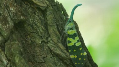 Ağaç kabuğu üzerinde dinlenme lanternflies