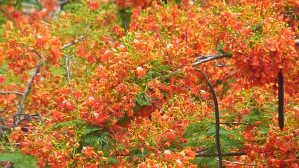 Large group of Flame Tree flowers and wind — Stockvideo