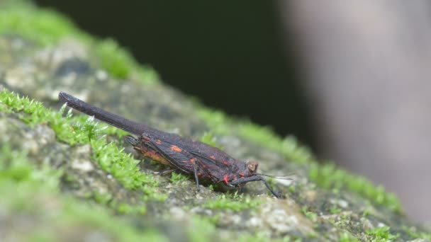 Short horned grasshopper eating moss mat — ストック動画