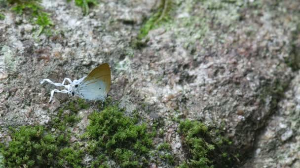 Fluffy Tit butterfly walking on the moss mat — Αρχείο Βίντεο