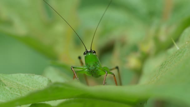 Long horned grasshopper moving its antenna — Stockvideo