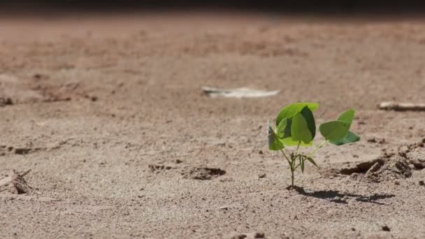 Jeune semis d'arbre dans le sable avec un vent fort — Video