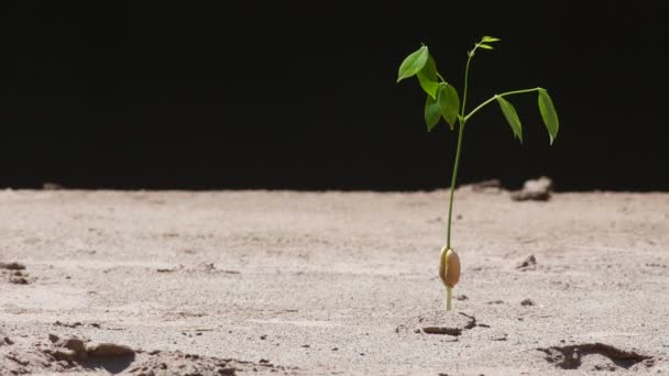 Piantina di semenzaio giovane di albero nella sabbia con vento forte — Video Stock