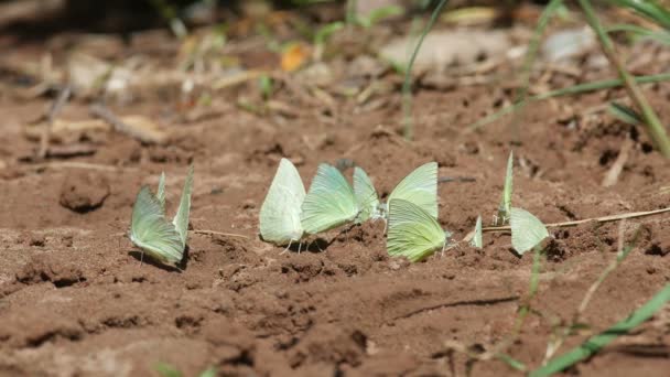 Schmetterlinge trinken Mineral aus Sand — Stockvideo