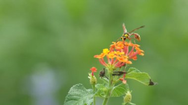 Potter wasp restiong altın çiçek kumaş üzerine