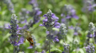 Sinek kuşu güve nektar içme