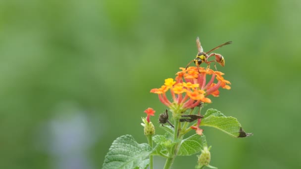 Potter wasp restiong on cloth of gold flowers — Stockvideo