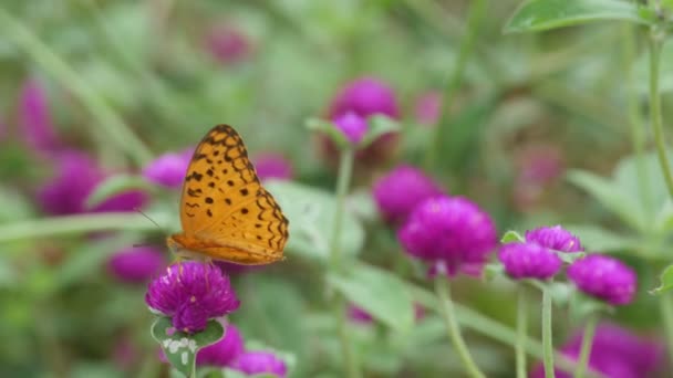 Mariposa bebiendo néctar de flor de botón de Bachalor — Vídeos de Stock