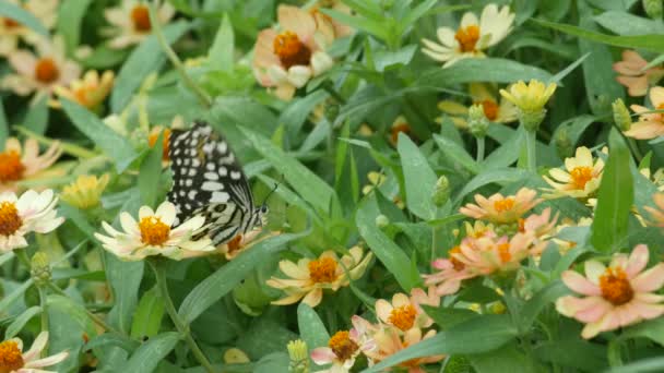 Swallowtail papillon boire nectar de fleur — Video