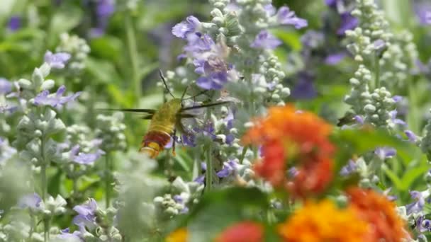 Hummingbird moth drinking nectar — ストック動画