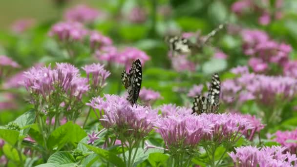 Çiçek nektarı içmeye swallowtail kelebek — Stok video