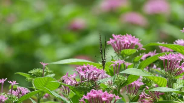 Farfalla coda di rondine e ape che beve nettare dal fiore — Video Stock