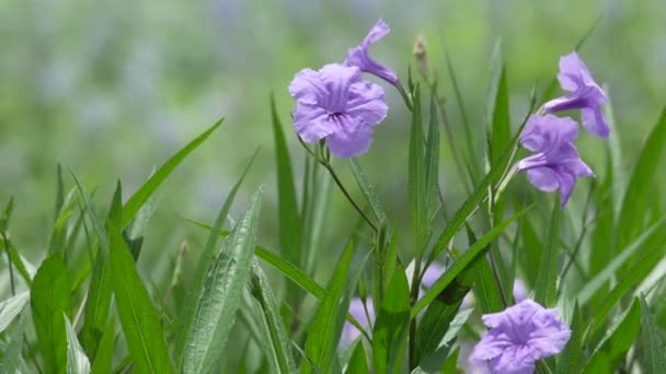 Minnieroot flowers shaking with wind — Αρχείο Βίντεο