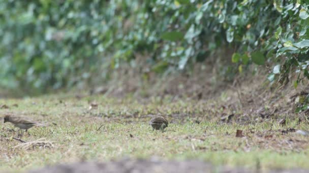 Sparrow birds seeking for food after rain — Stock Video