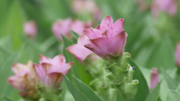 바람에 떨고 시암 튤립 꽃 — 비디오