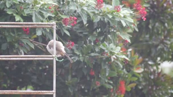 Bulbul vermelho-whiskered limpar-se após a chuva — Vídeo de Stock