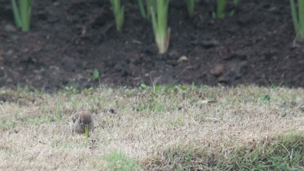 Sparrow bird seeking for food after rain — Stock video