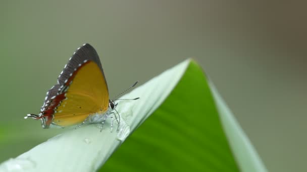 Gossamer-winged butterfly drinking water from dew drop — Stockvideo