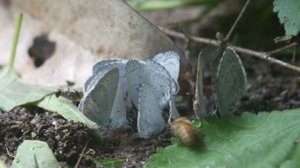 Бабочки и пчелы пьют минерал из почвы — стоковое видео