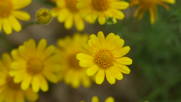 Dahlberg Daisy flowers shaking with wind — Stockvideo