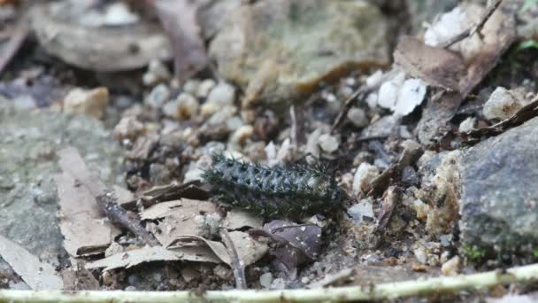 Spiny caterpillar crawling on the ground — Stock video