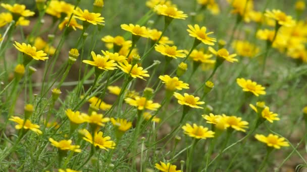 Dahlberg Daisy flowers shaking with wind — Stock video