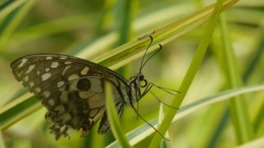 yaprak üzerinde dinlenme eski Swallowtail kelebek