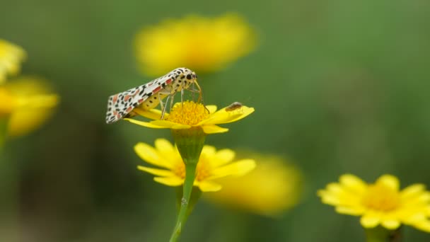 Pequeña polilla chupando néctar de Dahlberg Daisy flor — Vídeos de Stock