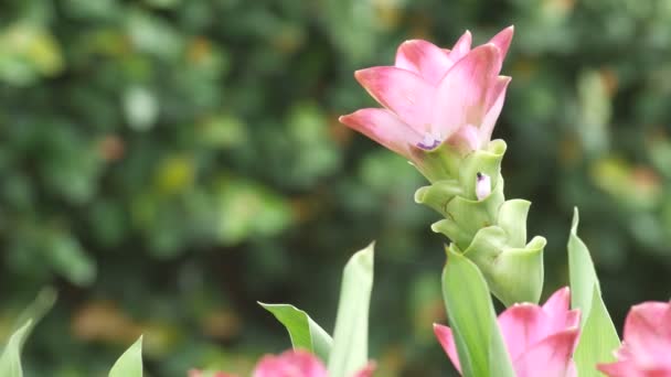 Квітка сиаму тюльпан, що трясеться вітром — стокове відео