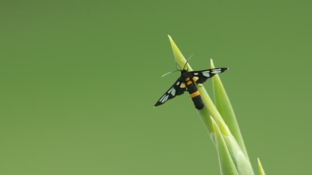 Polilla de avispa descansando en la punta de la planta — Vídeos de Stock