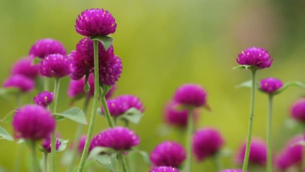 Bachalor de knop bloemen schudden met de wind — Stockvideo