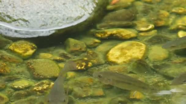 水泳や、石畳の藻を食べる魚 — ストック動画