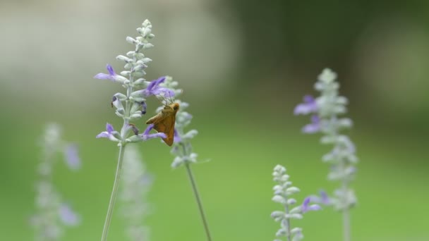 Skipper papillon boire du nectar de fleur de salvia bleue — Video