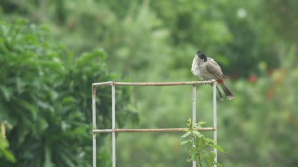 Dvojice červených vousatý bulbul samočištění — Stock video