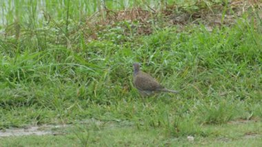 Çim pinching benekli güvercin