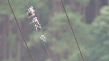 küllü woodswallow kuşlar elektrik tel üzerinde grup