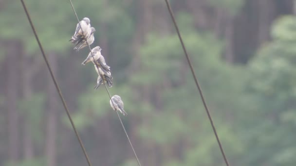 在电线上的灰 woodswallow 鸟类群 — 图库视频影像