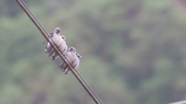 Grup küllü woodswallow kuşların kanatları temiz