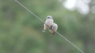 küllü woodswallow bir tane dokunmak kafasını kullanın