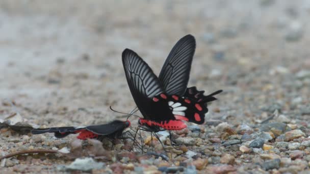 Ластівка крила метелик виводить воду з кінчика живота — стокове відео