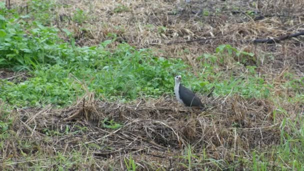 Wit-breasted waterhen in Sawa — Stockvideo