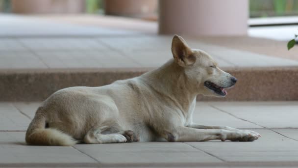 Hund schläft ein — Stockvideo